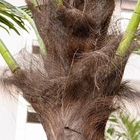 4.5m Açık Yapay Hindistan Cevizi Palmiye Ağaçları Donma Önleyici