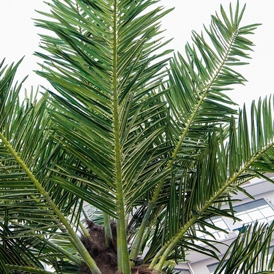 Ucuz Özelleştirmek Açık Bahçe Dekoratif Büyük Kanada Palmeras Yapay Uzun Palmiye Ağacı