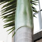 Havuz Alanı İçin Plastik 8m Yapay Kraliyet Palmiye Ağacı